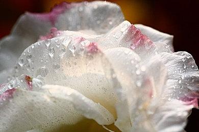 美服《最后的生还者2》价格永降20刀 现售价39.99美元